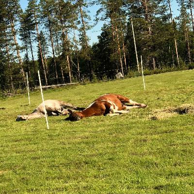 Gubben Med Hatten #36 - 🎙️ Snabbspåret till stress – den osynliga utbildningsskulden