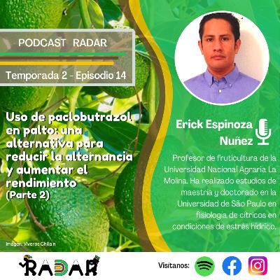 Episodio 14: Paclobutrazol en palto: Una alternativa para reducir la alternancia y aumentar el rendimiento (parte 2)