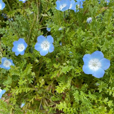 ちいさい春み〜つけた🍀