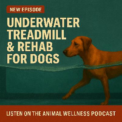 Underwater Treadmill & Rehab for Dogs
