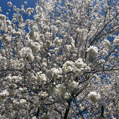 End of March & April Fools