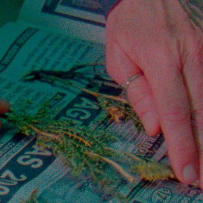 Radio Universidad presenta | “Herbaria”, de Leandro Listorti Radio Universidad presenta | “Herbaria”, de Leandro Listorti