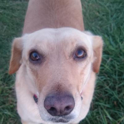 Faith like David - TV 8-25 Faith like David - TV 8-25