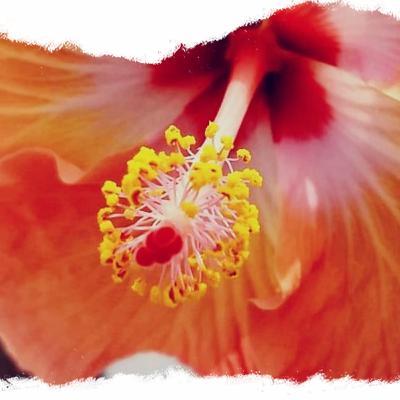 Summery: Rajyog: Swami Vivekananda