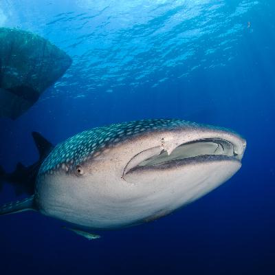 CITES - Artenschutzkonferenz beschließt mehr Schutz für Wale und Haie