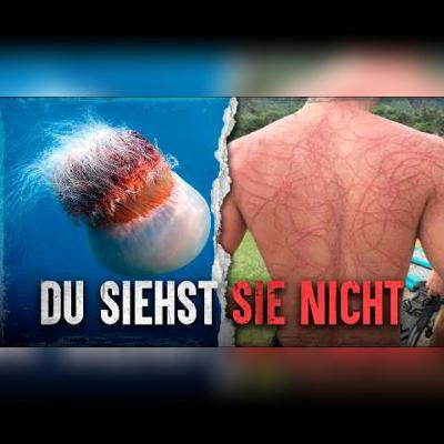 Warum quallen tödlicher sind als Haie Warum quallen tödlicher sind als Haie