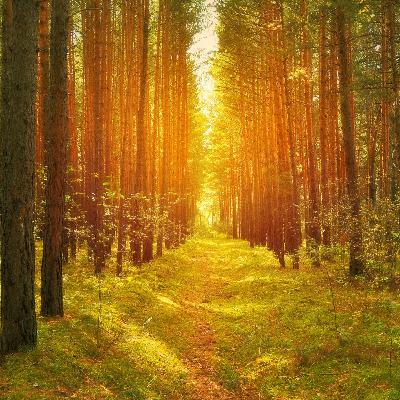 Stay on the path Stay on the path