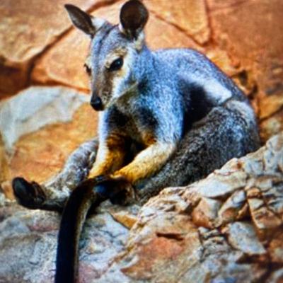 Black Flanked Rock Wallaby Podcast