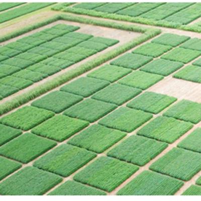 Importância e utilização da estatística experimental nas ciências agrárias. Importância e utilização da estatística experimental nas ciências agrárias.