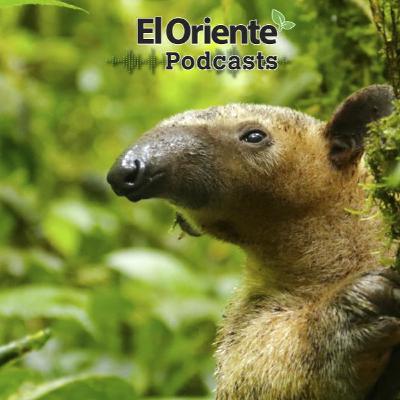 Episodio 4 - Erosión Río Coca
