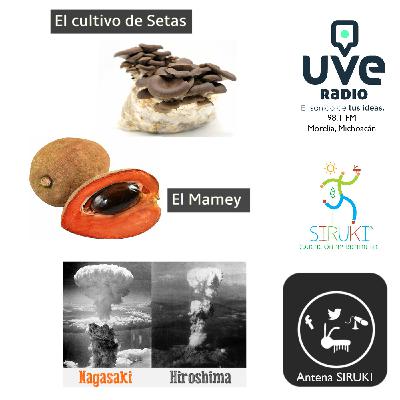 Programa 77-El Cultivo de Setas, El Mamey, Hiroshima y Nagasaki.