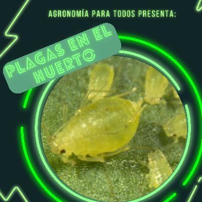 Plagas en el huerto
