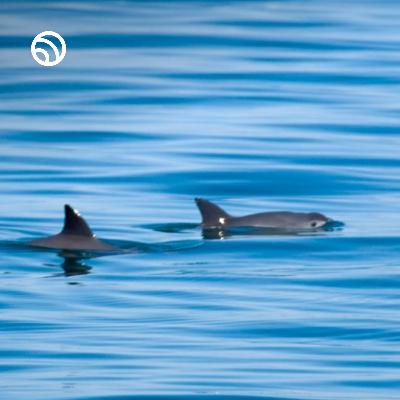 Vaquita porpoises may yet be saved #vaquita #porpoise #wildlife #nature