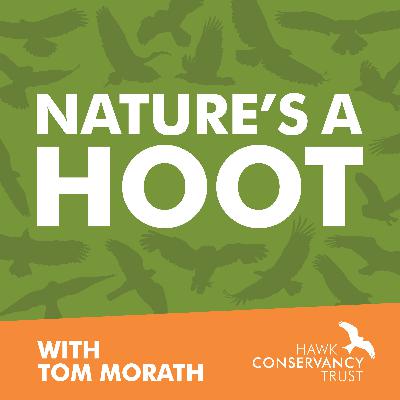 Which birds of prey eat snakes?
