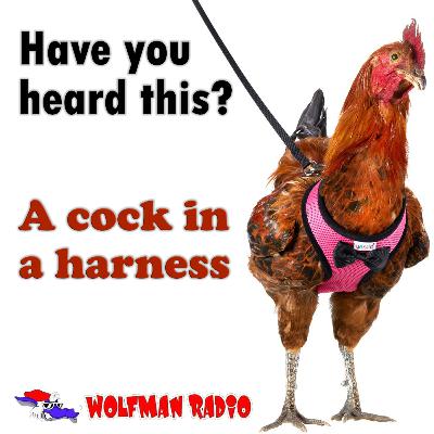 A cock in a harness