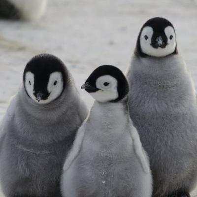 Los pingüinos son chidos 🐧