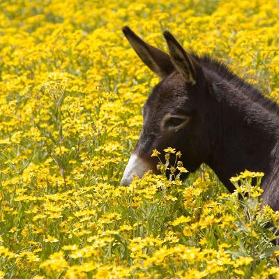 The Way of the Donkey - Sermon by Pastor Kate The Way of the Donkey - Sermon by Pastor Kate