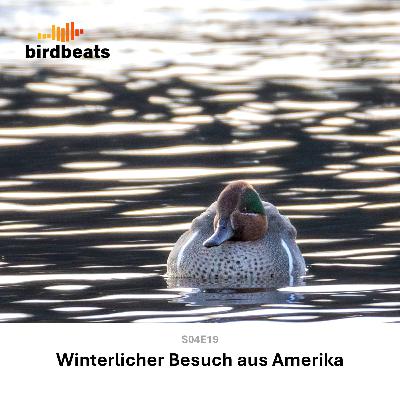 Winterlicher Besuch aus Amerika Winterlicher Besuch aus Amerika