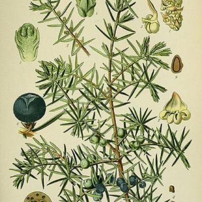 Show 243: Juniper
