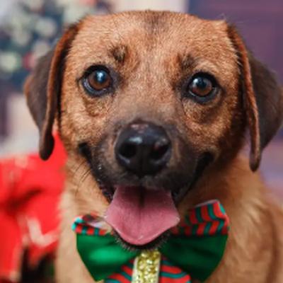 Vídeos com pets: Aprenda a identificar se o pet está ou não confortável Vídeos com pets: Aprenda a identificar se o pet está ou não confortável