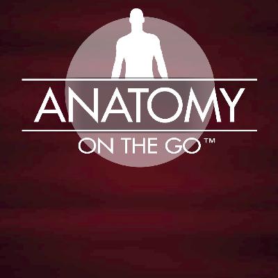Episode 79: The Why and What For for the Upper Body Bone Structures