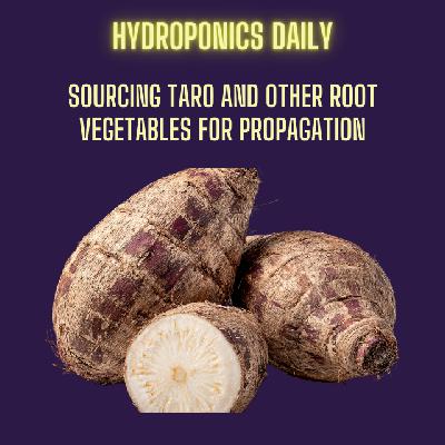 More Grocery Store Hacks: Growing Exotic Rhizomes for Less More Grocery Store Hacks: Growing Exotic Rhizomes for Less