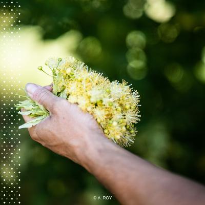 Sons D'ici - Episode 5 - Le tilleul des Baronnies provençales