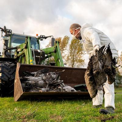 Vogel-Grippe - Fast alle Bundes-Länder sind betroffen Vogel-Grippe - Fast alle Bundes-Länder sind betroffen