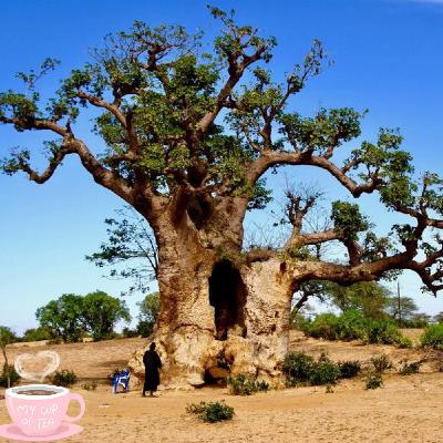 Baobab Trees Asked Me To Repeat What