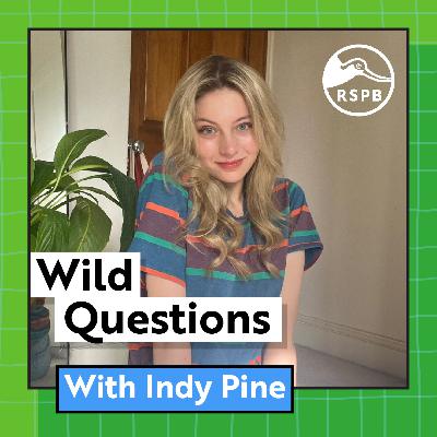 How Do You Teach A Pigeon To Do War? (Indy Pine)
