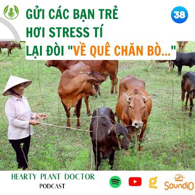 #38_Đừng hơi stress tí lại đòi "về quê chăn bò".