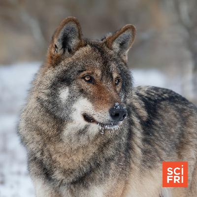 How Have Gray Wolves Fared 30 Years After Reintroduction?