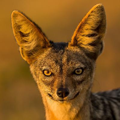 Smart jackal and the dead elephant