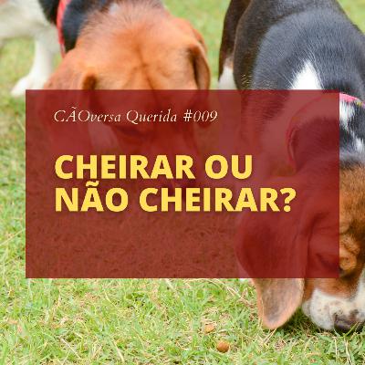 CÃOversa Querida #009 - Cheirar ou não cheirar? O que devemos deixar o cachorro fazer CÃOversa Querida #009 - Cheirar ou não cheirar? O que devemos deixar o cachorro fazer