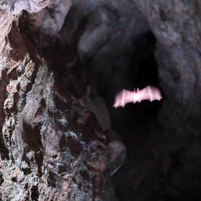 Nocturnal Symphony (Ultrasound). Bats of Ryusendo Cave, Iwate, Japan. (15 min)