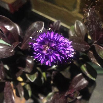 The Mallinick Hour Caxton radio- Paul Rotherham show - Weds 3 Mar 2021