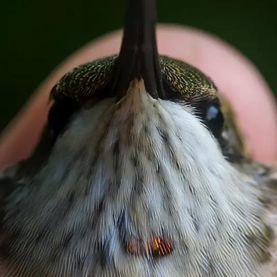 #23—Second Successful Year Of N.C. Ruby-throated Hummingbird Banding