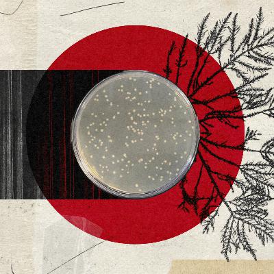 The Origins of Agar The Origins of Agar
