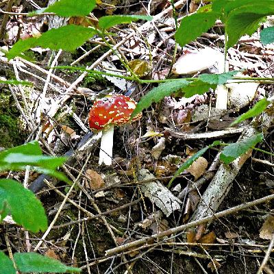 Pilzwanderung im Wodantal: Vom Suchen und Finden
