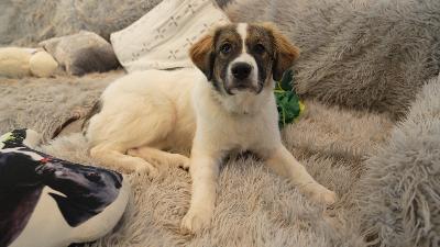 Getting the Right Dog at the Right Time
