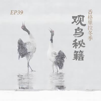 EP39. 鸟界“大春运”开始了:香格里拉冬季观鸟秘籍 EP39. 鸟界“大春运”开始了:香格里拉冬季观鸟秘籍