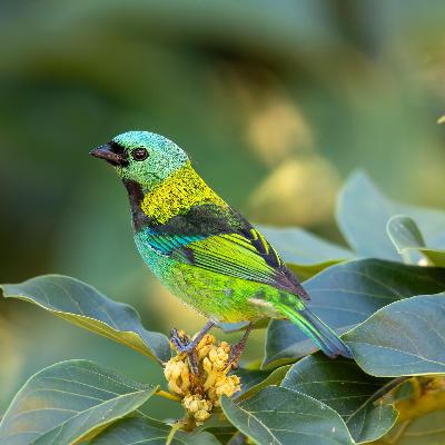 UN-Klimakonferenz - Brasiliens Präsident sucht Mitstreiter für Regenwald-Fonds UN-Klimakonferenz - Brasiliens Präsident sucht Mitstreiter für Regenwald-Fonds