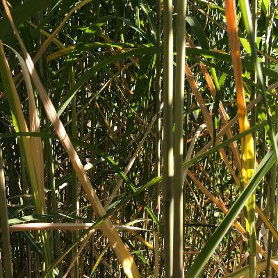 Geräusche des Dschungels am frühen Morgen - Indien Geräusche des Dschungels am frühen Morgen - Indien