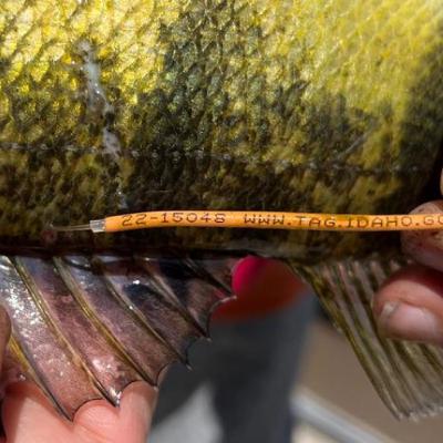 Fish numbers decrease after Idaho drought Fish numbers decrease after Idaho drought