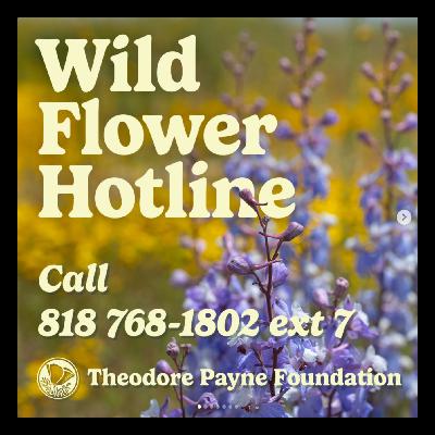 Wild Flower Hotline May 30, 2025