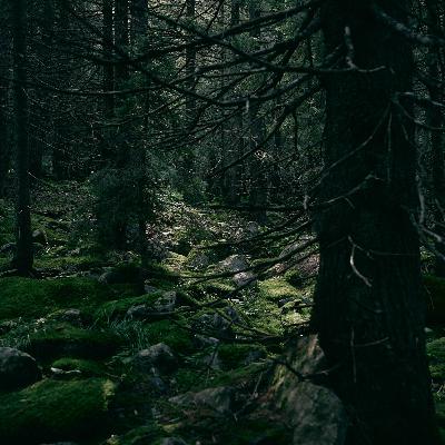 Von Licht und Wäldern | Rumänien I.