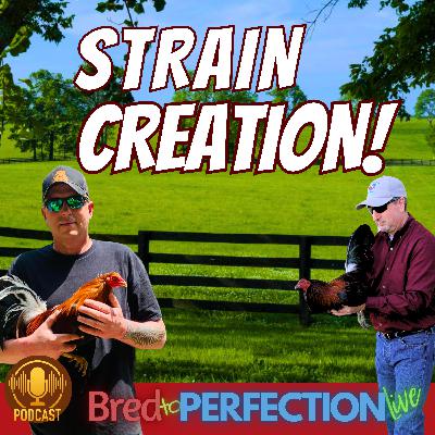 Ep270 - The Principles of Strain Creation in Animal Breeding
