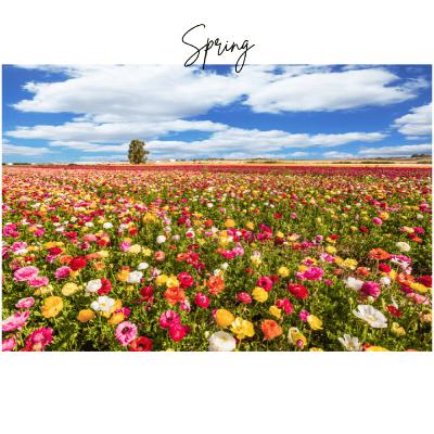 Spring & CEAM