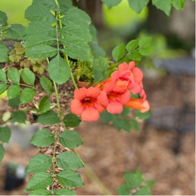 Cullen's Questions #4: Native Vines