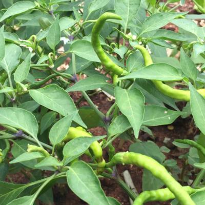 Chilli/ hot pepper/ capsicum/ paprika